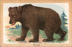 The Brown Bear Postcard
