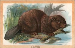 Beaver Postcard
