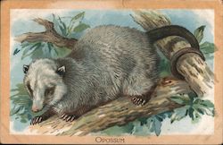 Opossum Postcard