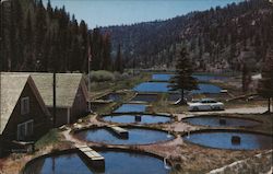 State Fish Hatchery Postcard