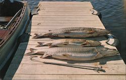 Dream of a Lifetime - Fish Catch on Dock Postcard