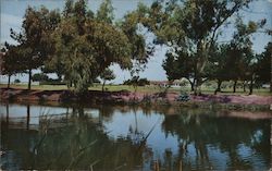 Golfing in Alameda Postcard