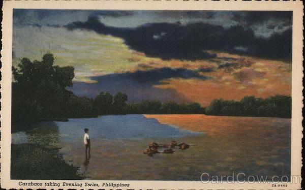 Carabos Taking Evening Swim Philippines