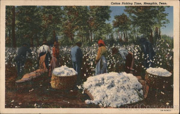 Cotton Picking Time Memphis Tennessee