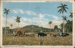 Loading Sugar Cane, Just Cut Carreta de Cana, Cuba Postcard Postcard Postcard