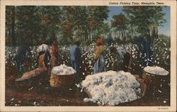 Cotton Picking Time Postcard