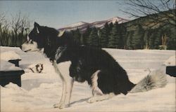 Clark's Ranch Eskimo Sled Dog Postcard