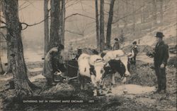 Gathering Sap in Vermont Maple Orchard Postcard