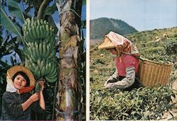 Banana and Tea are the two major products in Taiwan Postcard