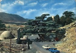 The Cedars During Summer Postcard