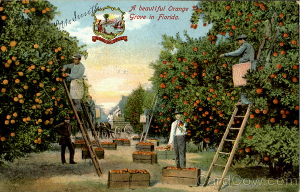 A Beautiful Orange Grove In Florida Scenic