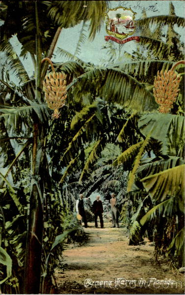 Banana Farm In Florida Scenic