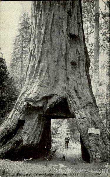 Pioneers Cabin Big Trees California