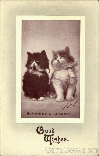 Sunshine & Shadow Cats