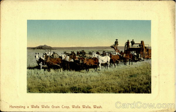 Harvesting A Walla Walla Grain Crop Washington