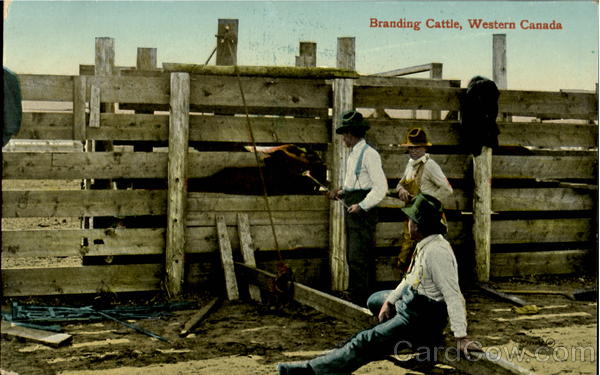 Branding Cattle Western Canada Cowboy Western