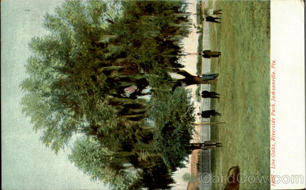 Live Oaks, Riverside Park Jacksonville Florida