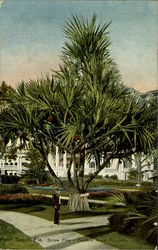 Screw Pine Postcard