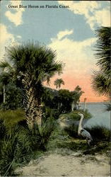 Great Blue Heron On Florida Coast Scenic, FL Birds Postcard Postcard