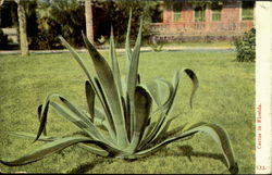 Cactus In Florida Postcard