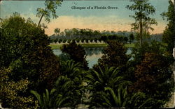 Glimpse Of A Florida Grove Scenic, FL Postcard Postcard