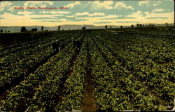 Celery Field Postcard