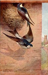 House Martins Birds Postcard Postcard