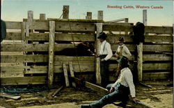 Branding Cattle Western Canada Cowboy Western Postcard Postcard