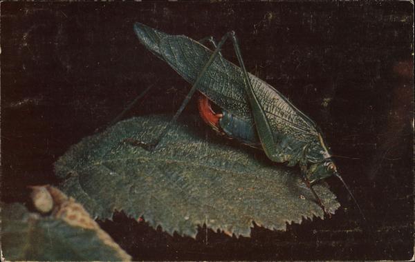 Insects Close Up by Edward S. Ross Book Advertisement