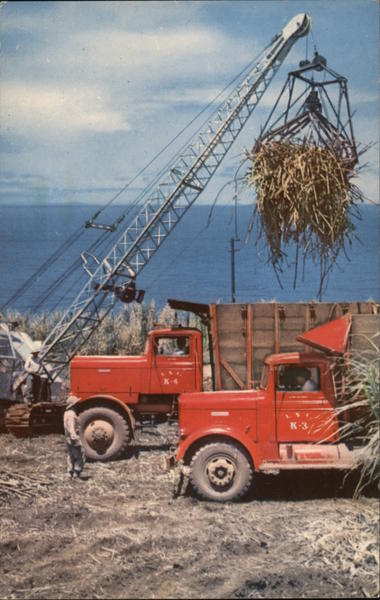 Harvesting Sugar Cane Hawaii