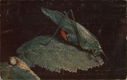 Insects Close Up by Edward S. Ross Book Advertisement Postcard