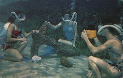 Florida's Silver Springs Postcard