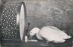 Desmond, Drumming Duck, Fort Worth Zoo Postcard