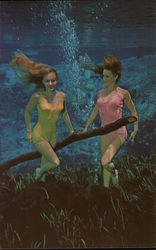 Weeki Wachee Mermaids Postcard