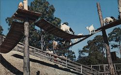 Billy-Goat Mountain at FloridaLand Postcard