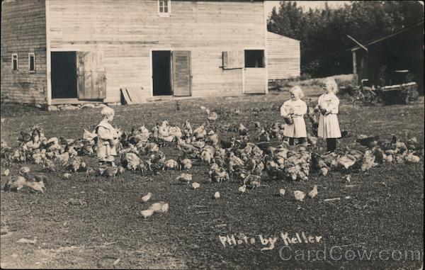 Three Children Feeding Chickens Keller Cows & Cattle