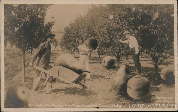 A Western Peach and Pear Orchard, California