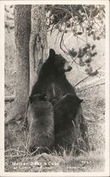 Mother Bear and Cubs at Lunch Time Postcard