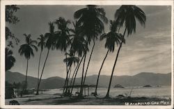 Beach Scene, Palm Trees Postcard