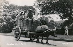 Carabao Cart Manila, Philippines Postcard Postcard Postcard