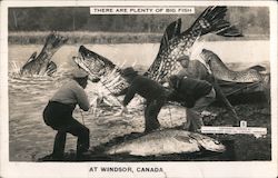 There Are Plenty of Big Fish at Windsor, Canada Postcard