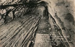 Monarch or Tunnel Tree Postcard