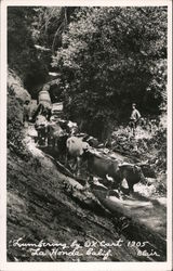 Lumbering by Ox Cart, 1905 Postcard