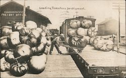 Loading Huge Tomatoes For Shipment on Train Postcard