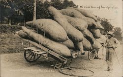 Cart Loaded With Giant Sweet Potatoes Loses a Wheel Postcard