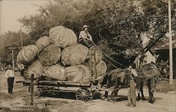 Sitting Atop a Load of Giant Cabbages Exaggeration Postcard Postcard Postcard