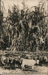A Field of Prize Corn by Cattle Postcard