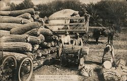 Good Corn Makes Good Hogs Postcard