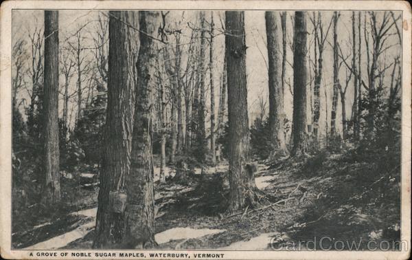 A Grove of Noble Sugar Maples Waterbury Vermont