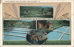 Crystal Spring Trout Hatchery Port Allegany, PA Postcard Postcard Postcard